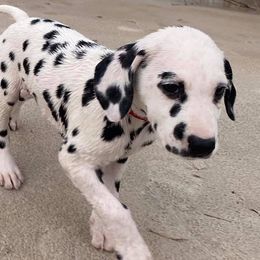 Dalmatians from Chip