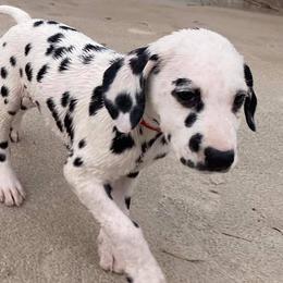 Dalmatians from Chip