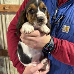 Girl 3 - Black brown and white female Basset Hound puppy in Noblesville, Indiana from Russell Bassets