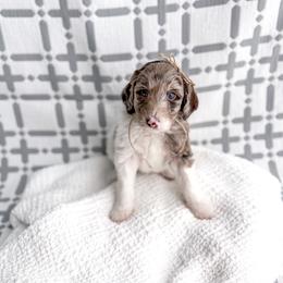 Sunny - Merle female Goldendoodle puppy in Greencastle, Indiana from Willow & Co.