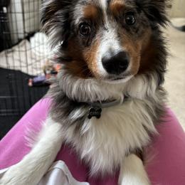 Australian Shepherd, Miniature American Shepherd, and Miniature Australian Shepherd All Grown Up from Spirited Aussies