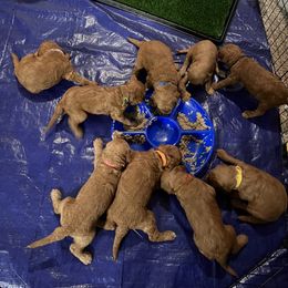Goldendoodle Puppies from GG's Doodles