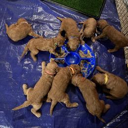 Goldendoodle Puppies from GG's Doodles