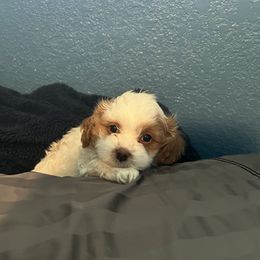 Cavapoo and Shihpoo Puppies from Haus of Doodles