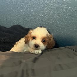Cavapoo and Shihpoo Puppies from Haus of Doodles