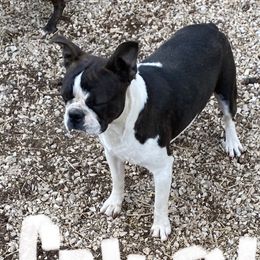 Glory - Boston Terrier