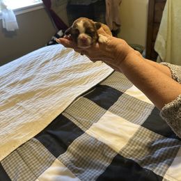 Sammy - Liver and white male Shih Tzu puppy in Temple, Pennsylvania from Kathy Diego's Shih Tzus