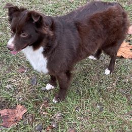 Australian Shepherds, Miniature Australian Shepherds, and Toy Australian Shepherds from Honey, I Shrunk the Aussies