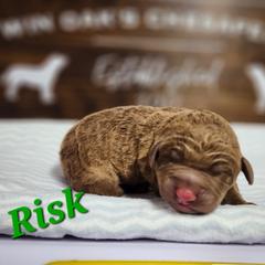 Risk - Brown Chesapeake Bay Retriever puppy in Columbus Grove, Ohio from Twin Oak's Chesapeakes LLC