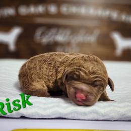 Risk - Brown Chesapeake Bay Retriever puppy in Columbus Grove, Ohio from Twin Oak's Chesapeakes LLC