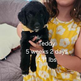Gold color - Black male Bernedoodle puppy in Fairmount, Indiana from Capens' Doodles,Poodles and Poo's