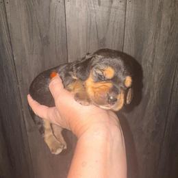 Aragorn - Black and tan male Beagle puppy in Viper, Kentucky from Mountain Top
