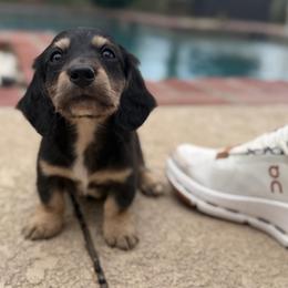 Lucian- HIDDEN DAPPLE - Black and cream male Dachshund puppy in Baton Rouge, Louisiana from Bayou d’ Elara Dachshunds