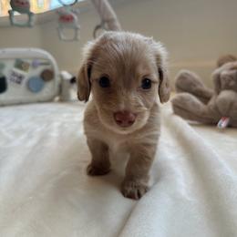 Fairy - Cream female Dachshund puppy in San Diego, California from Enchanted little dachshunds