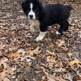 Michael - Black Australian Shepherd puppy in Honey Grove, Texas from Fox Creek