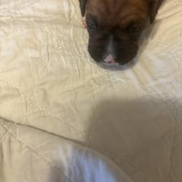 Boxer Puppies from Plank Trail Boxers plainville