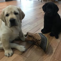 Labrador Retrievers from Walker Hill Labradors