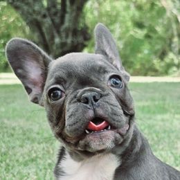 French Bulldogs from Eastpoint Frenchies