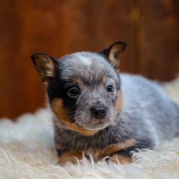 Silver - Blue speckled male Australian Cattle Dog puppy in Gatlinburg, Tennessee from Greenbrier