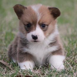 Light Sable - Sable and white male American Corgi puppy in Cameron, Texas from Moonstone Corgis & Frenchies