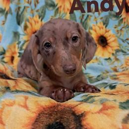 Andy - Dapple male Dachshund puppy in Branford, Florida from Mbjs Doxies and chihuahuas