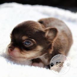 Spark - Chocolate and tan female Chihuahua puppy in Forsyth, Georgia from Brooks Grove Canines LLC