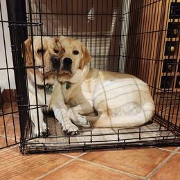 Labrador Retriever Puppies from Findaway Labradors