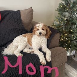 Callie - Goldendoodle