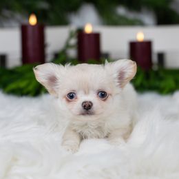 Snowball - Red and white male Chihuahua puppy in Barnesville, Pennsylvania from Dachsy