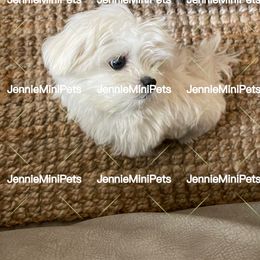 Maltese Puppies from JennieMiniPets