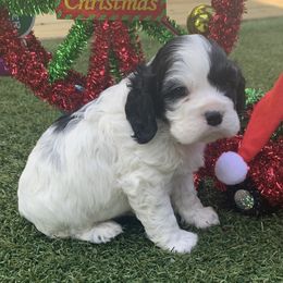 Catahoula Leopard Dog and Cocker Spaniel Puppies from Rich Cat’s