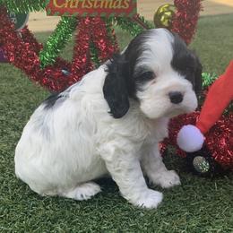 Catahoula Leopard Dog and Cocker Spaniel Puppies from Rich Cat’s