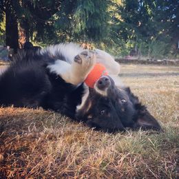 Australian Shepherd All Grown Up from K & R Australian Shepherds