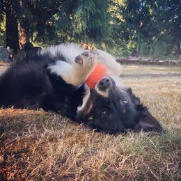 Australian Shepherd All Grown Up from K & R Australian Shepherds