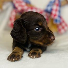 Bubbles - Chocolate and tan female Dachshund puppy in Stilwell, Oklahoma from MB’s Dachshunds