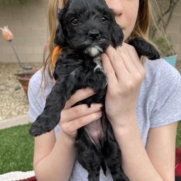 Girl 3 - Cockapoo puppy in Peoria, Arizona from Frosty Acres Cockapoos and Doodles