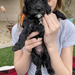 Girl 3 - Cockapoo puppy in Peoria, Arizona from Frosty Acres Cockapoos and Doodles