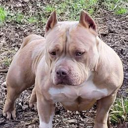 Petunia - American Bully