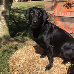 Labrador Retriever All Grown Up from Cherrywood Kennel
