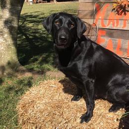 Labrador Retriever All Grown Up from Cherrywood Kennel