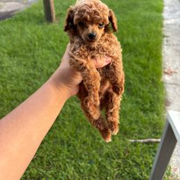 Rocket - Red  male Poodle puppy in Picayune, Mississippi from JEN's Poodles