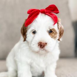 Girl 1 - Cream female Australian Labradoodle puppy in Miami, Florida from Miami Australian Labradoodles