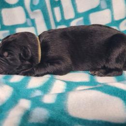 Gray Collar Male - Black male German Shepherd puppy in Cadet, Missouri from Working Valley Shepherds