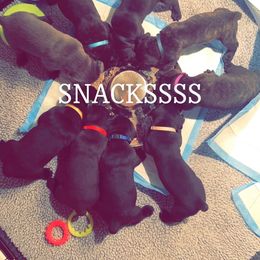 Cane Corso Puppies from Rock Creek Cane Corso