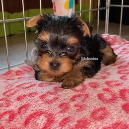 Yorkshire Terrier Puppies from Belle's Yorkie Babies