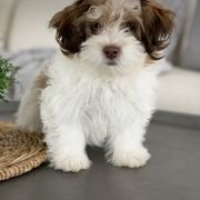 Maltipoo, Shichon, and Shihpoo Puppies from Timbercreek Puppies