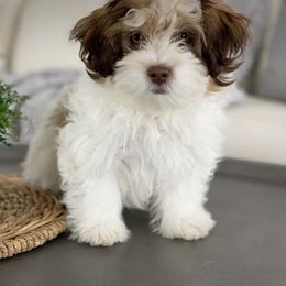 Maltipoo, Shichon, and Shihpoo Puppies from Timbercreek Puppies