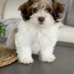 Maltipoo, Shichon, and Shihpoo Puppies from Timbercreek Puppies