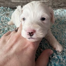 Snowball - Blenheim male Cavapoo puppy in Osseo, Michigan from Smiths Fluffy butts
