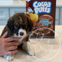Bernedoodle Puppies from Glory Doodles